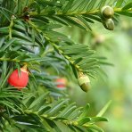 Tis obyčajný (Taxus x media) ´FARMEN´ - výška 20-30 cm, kont. C2L